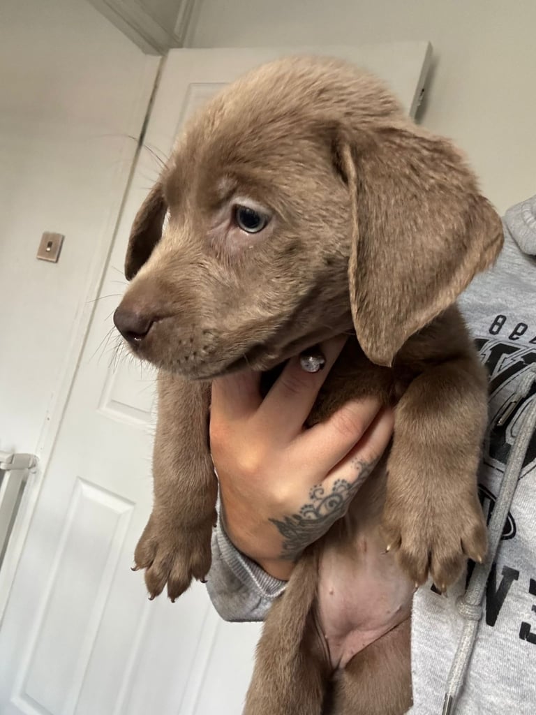 SILVER LABRADOR PUPPIES FOR SALE 