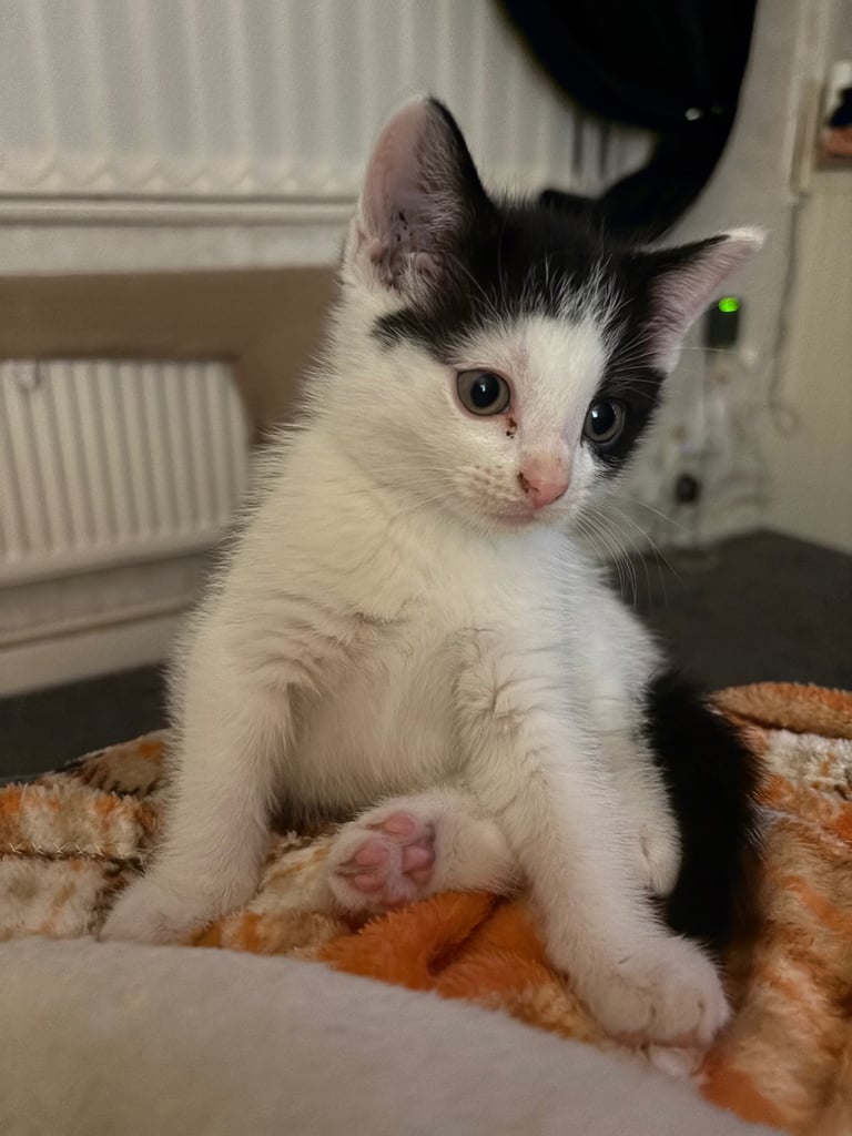 Kitten