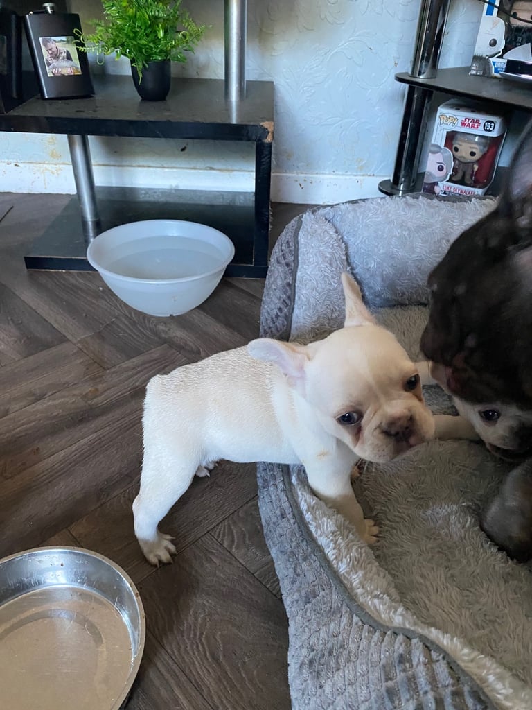 Frenchie pups for sale 