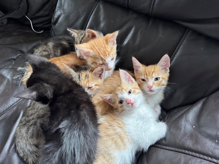 6 beautiful kittens ready to go 