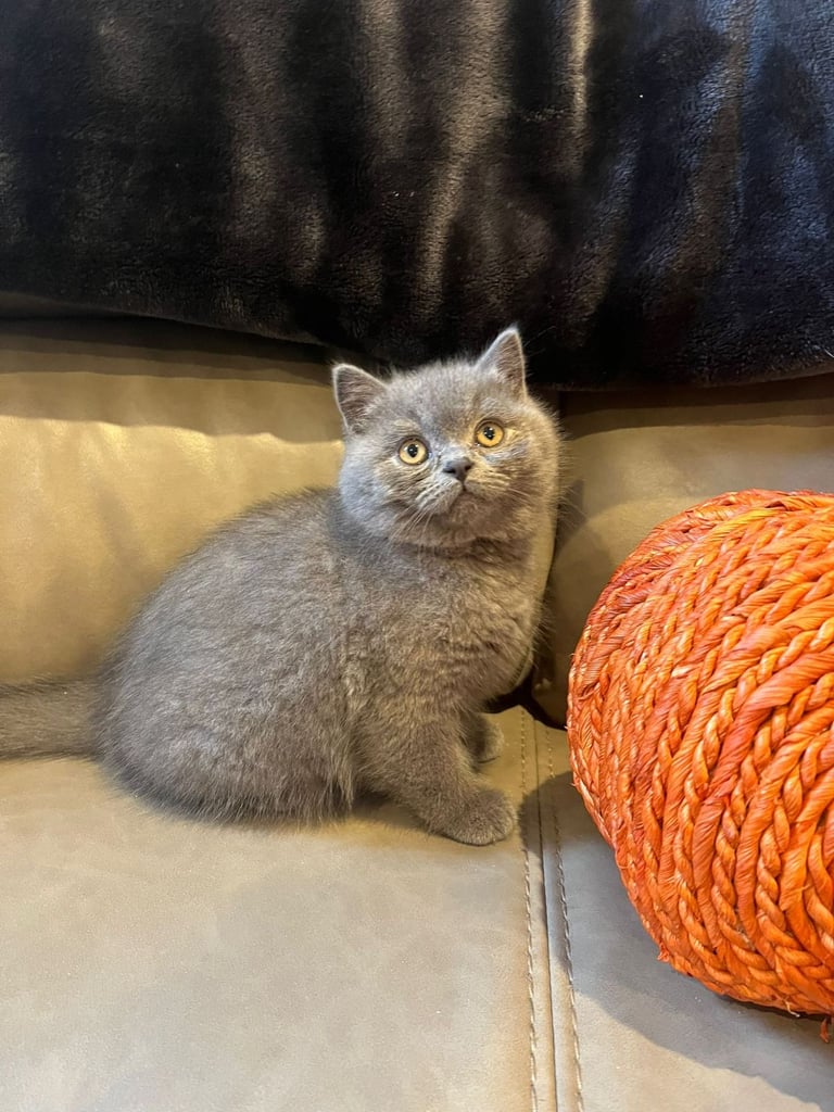 British shorthair 