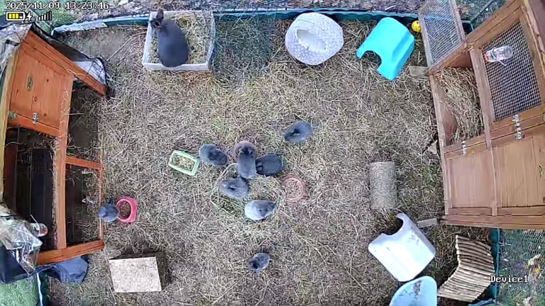 Mini lop mix lion head 