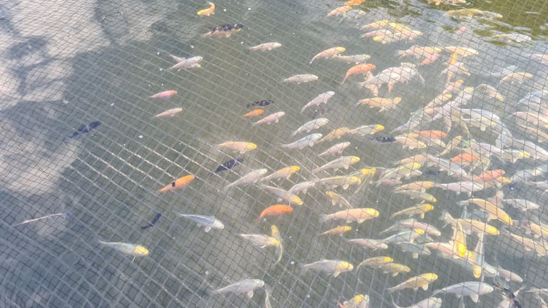 Koi carp for sale from £10 to £220