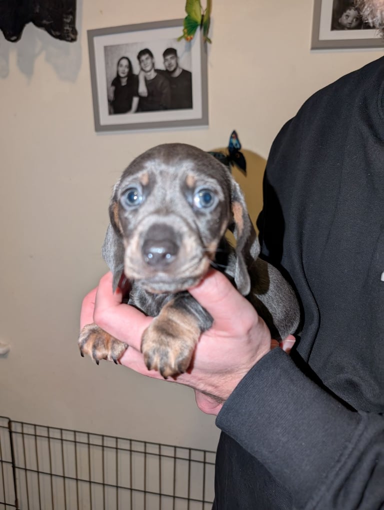 4 Dachshund pups