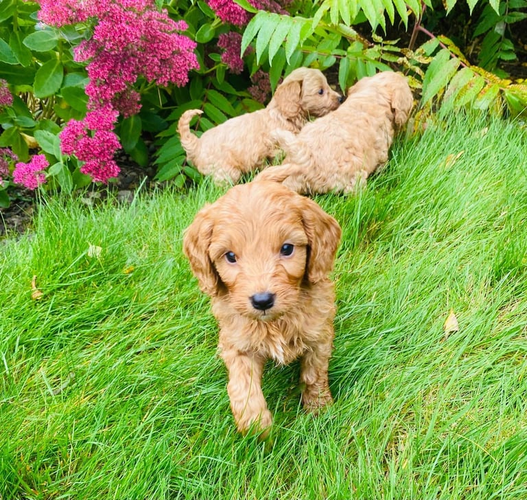 Cockerpoo puppies 
