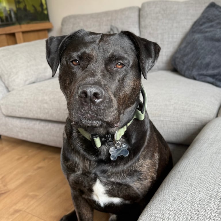 Max - Big softy needs a new home