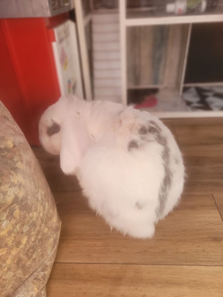 Rabbit less than 3 years old