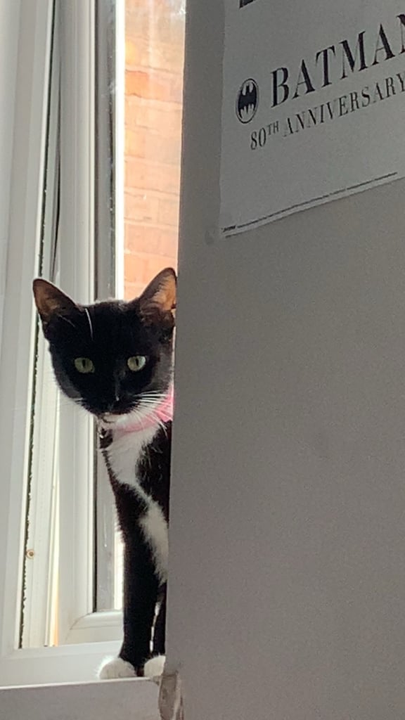 image for Female cat for sale 