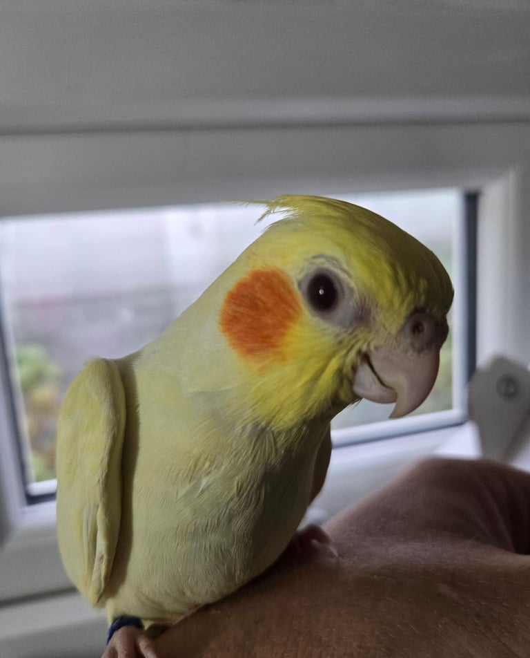 Lutino Cockatiel – Ultra Tame, Hand-Fed, No DNA test, Collection Only