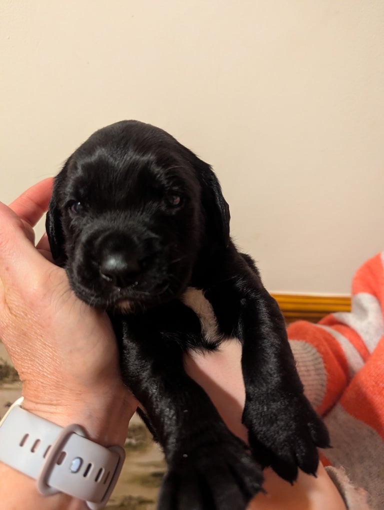 Cockador puppies for sale