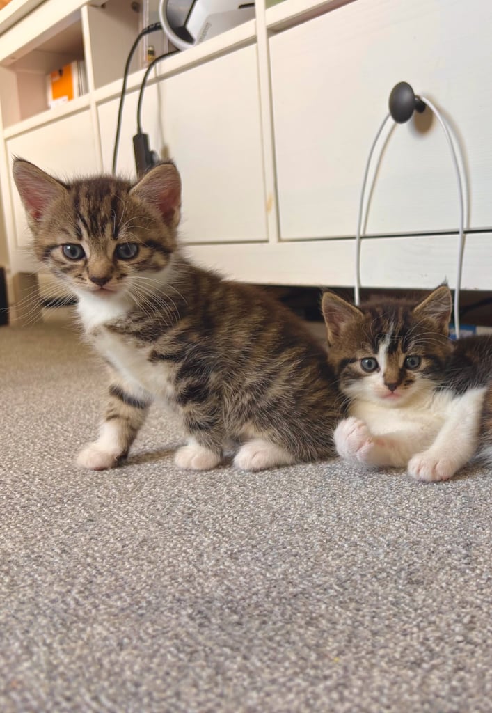 ✨Siberian Cross Kittens – 2 Boys – Hypoallergenic  £350. Ask about delivery