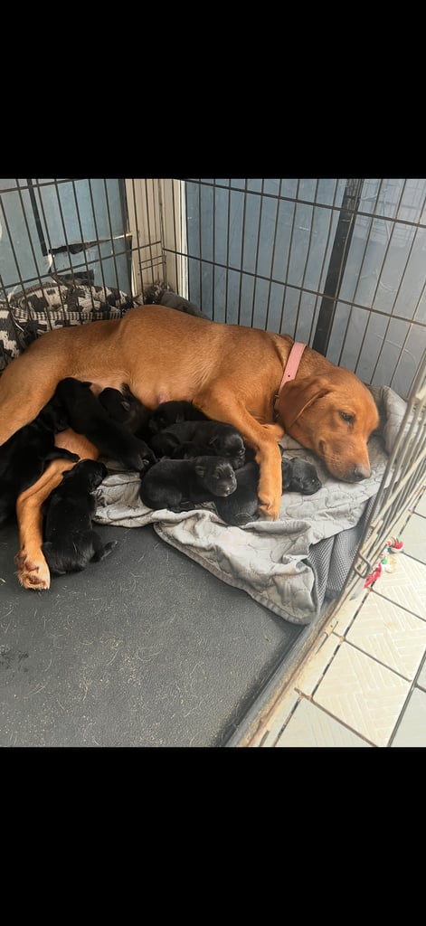 German shepherd cross Labrador 