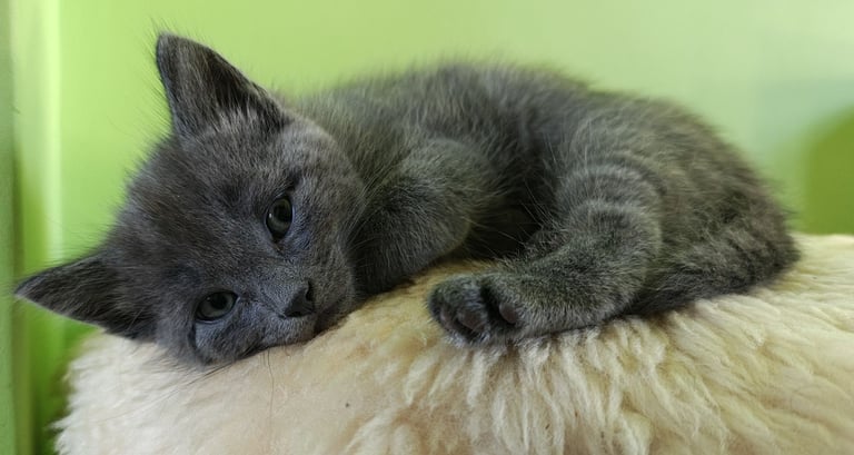 image for Russian Blue kittens for sale