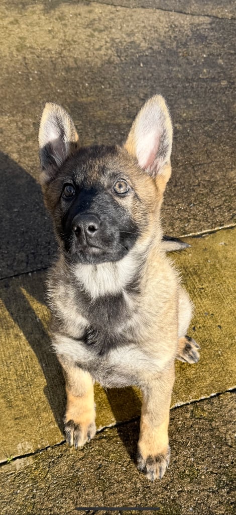 German Shepherds Pups