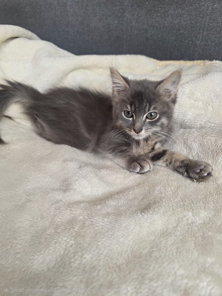 Beautiful kitten boy