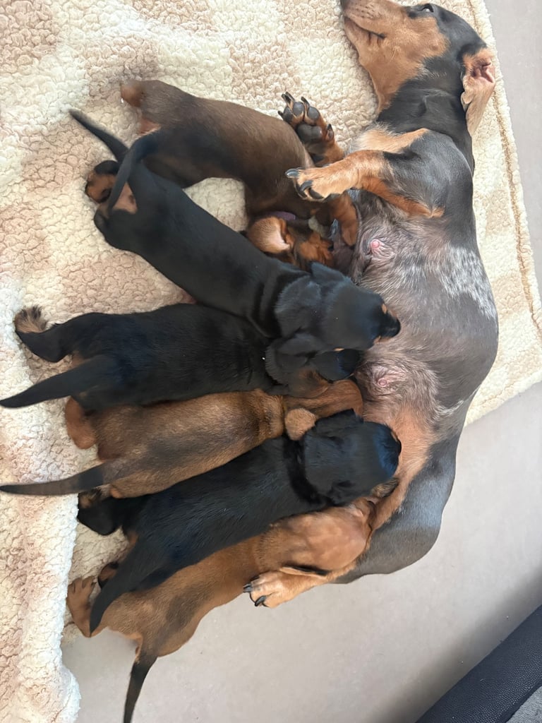 Dachshund puppies for sale