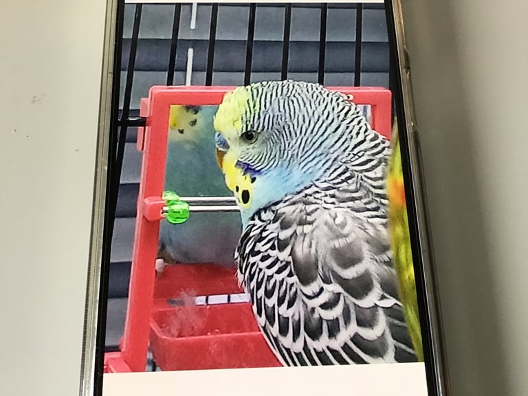 Bonded Budgies For Sale - photos to follow….