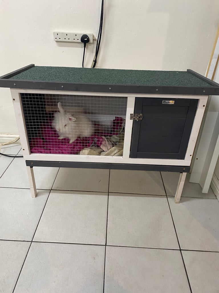 Rabbit hutch comes with 2 rabbits 