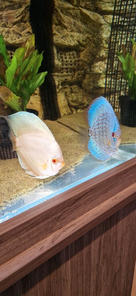 Discus pair for sale £150