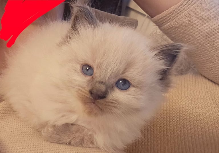 Ragdoll kitten