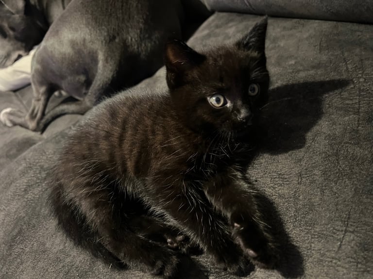 Ragdoll mix (available Now) reserved 