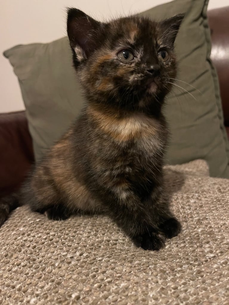 Female kitten 