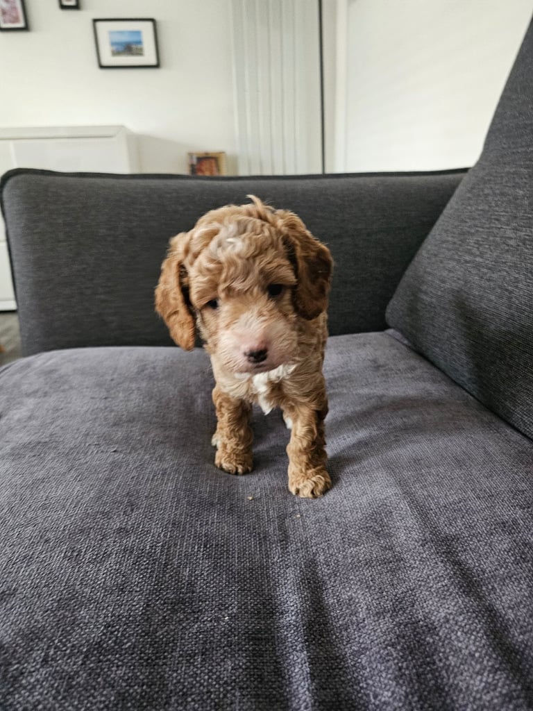 image for 4 beautiful cockapoos 