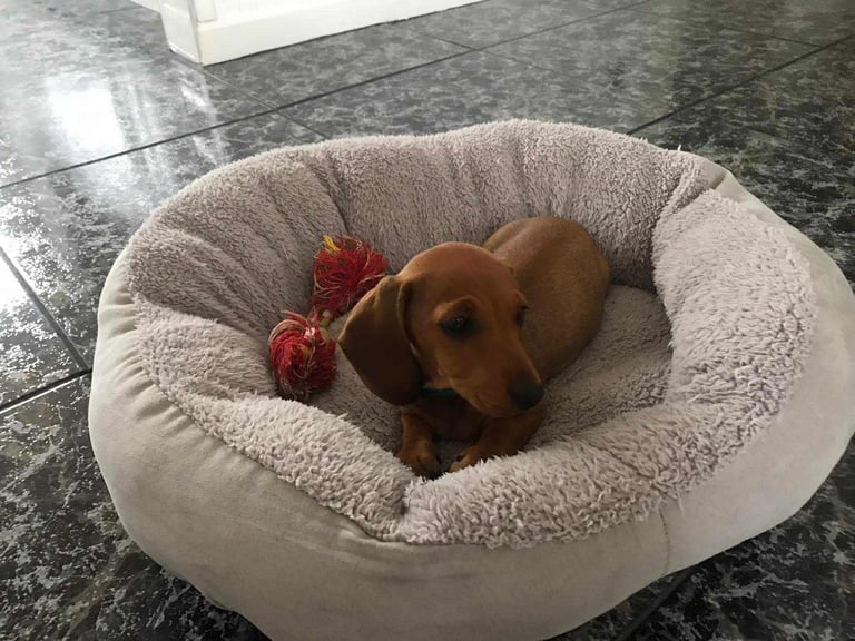 Miniature dachshund puppy