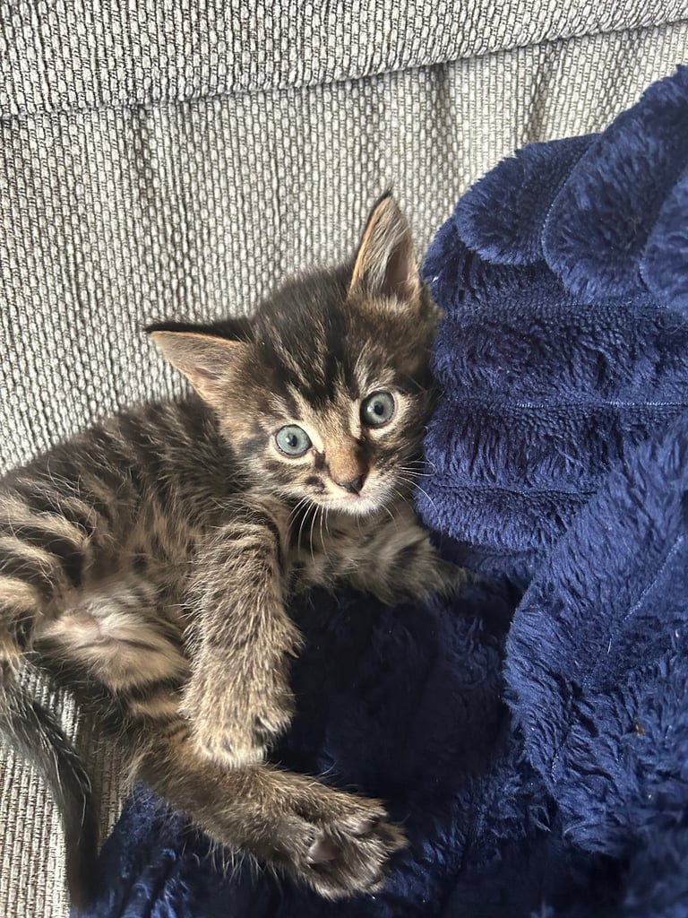 Kittens looking for a forever home