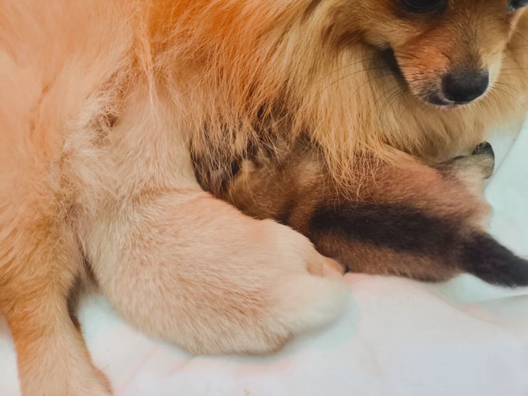 Pomeranian puppies - 2 boys