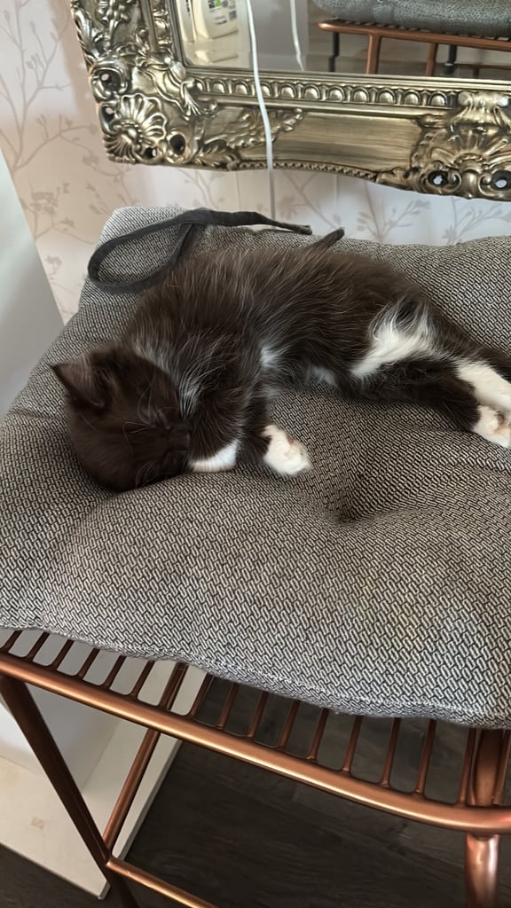 Beautiful mixed kittens only one left to perfect homes.
