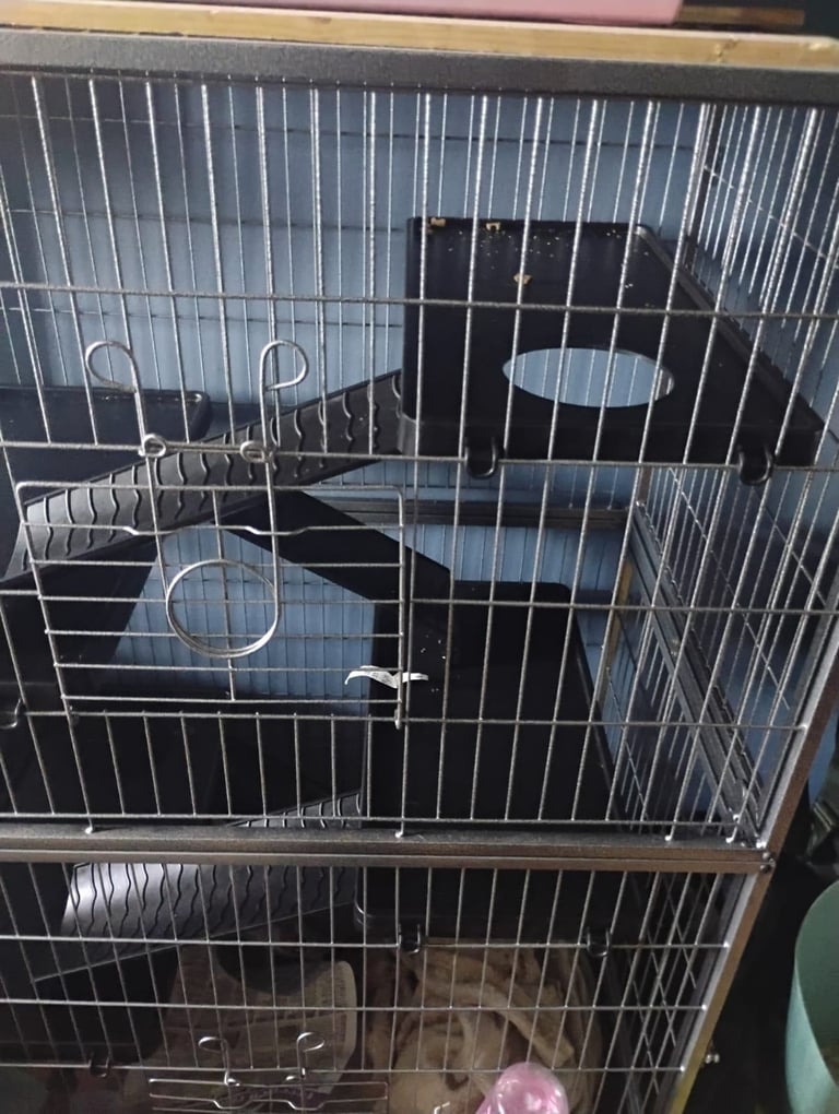 image for 2 female ferrets and cage