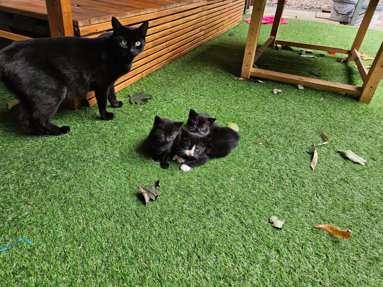 Cats for sale