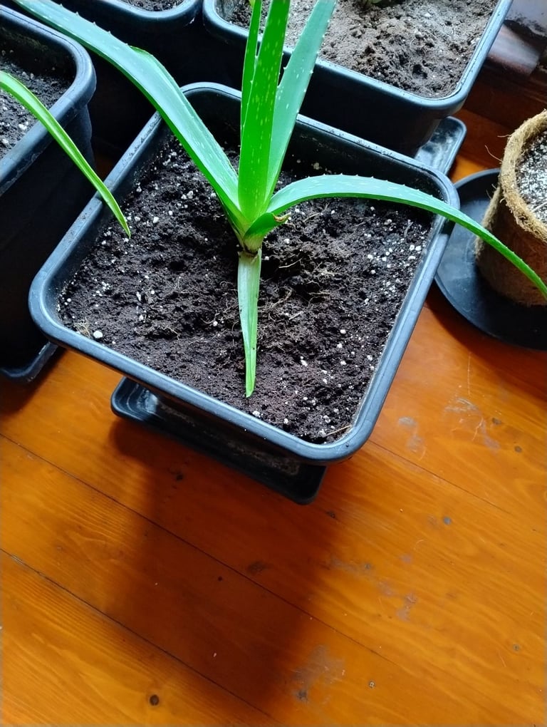 Variety of Aloe Vera Plants