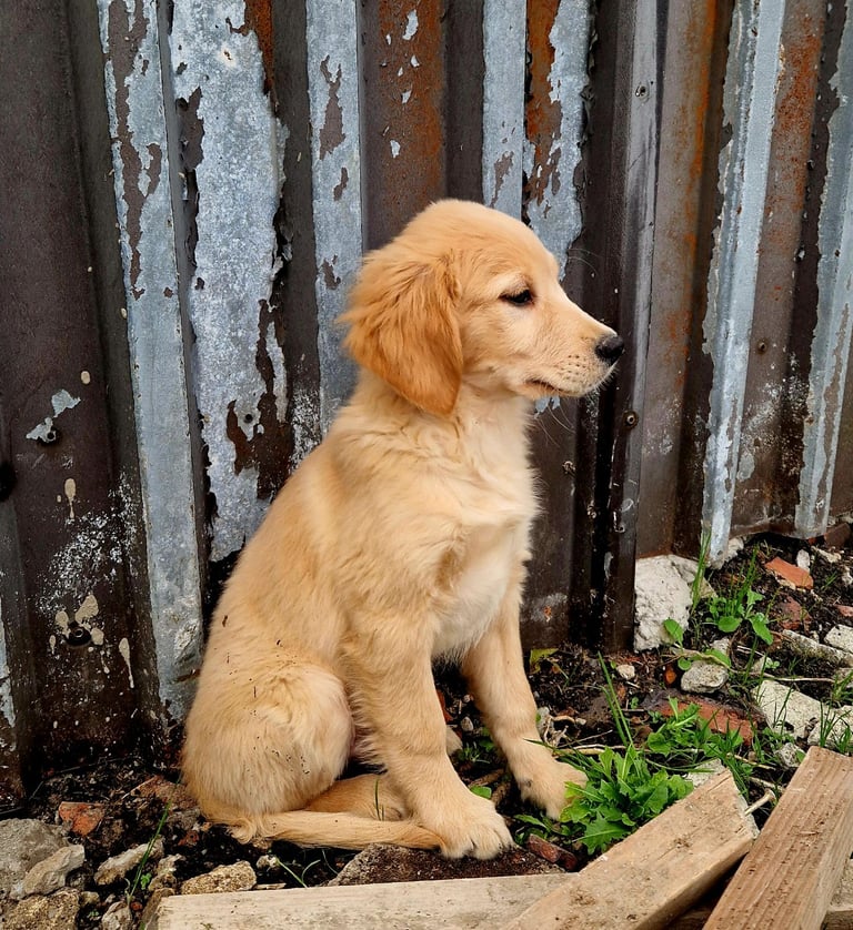 Beautiful retrievers ready to leave noww. 