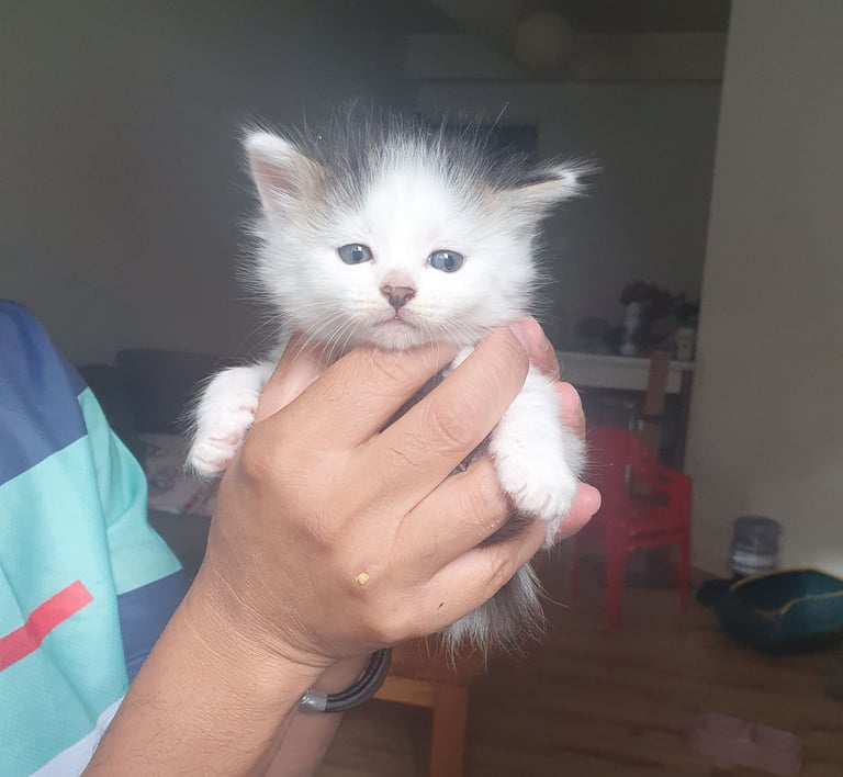 Fluffy kittens (1 female left)