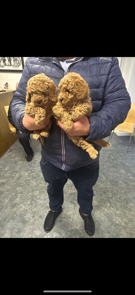 Toy poodle pups 