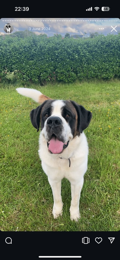 St Bernard puppies 