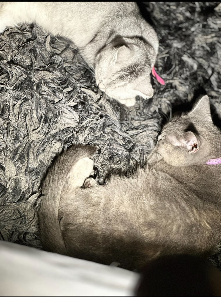 image for Beautiful British Shorthair Kitten silver 