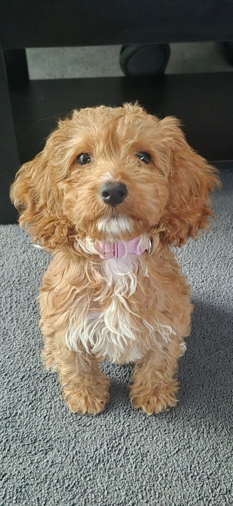 Cockapoo girl 4 and half months old 
