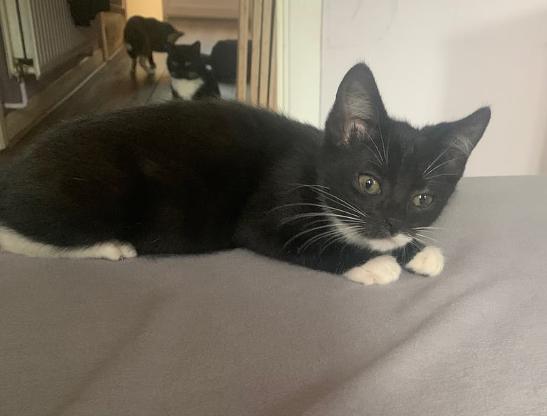 Kittens