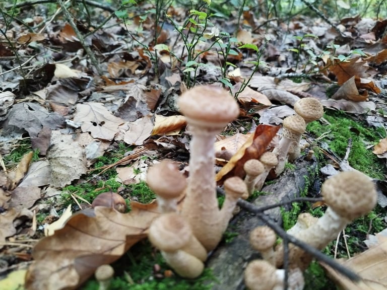 Drummer needed for extreme metal project 