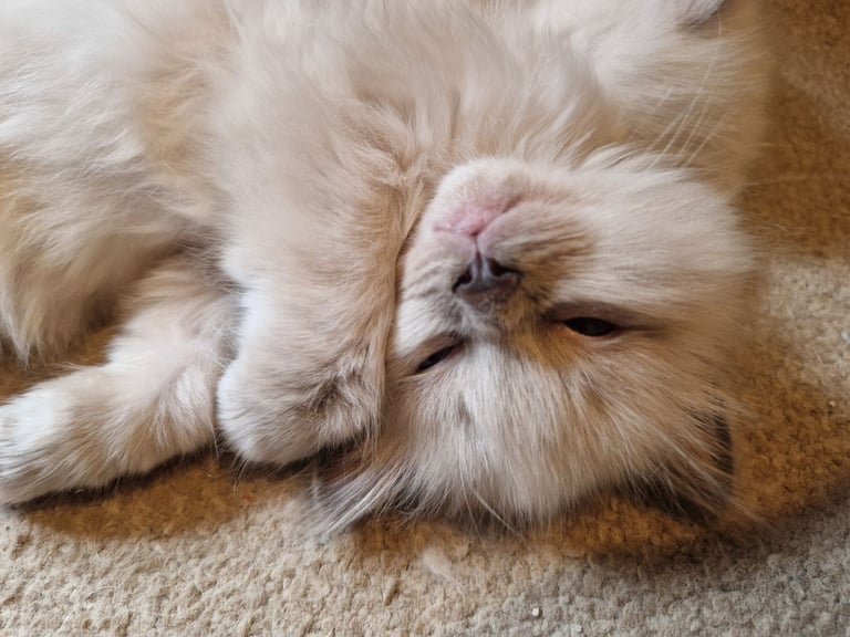 Ragdoll kittens 