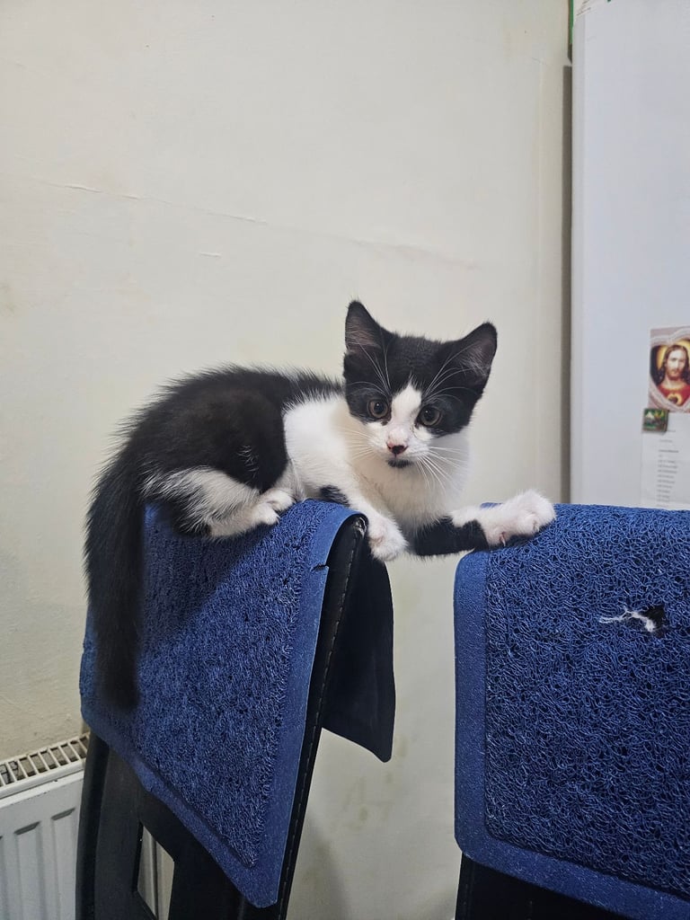 1 beautiful main coon mix boy