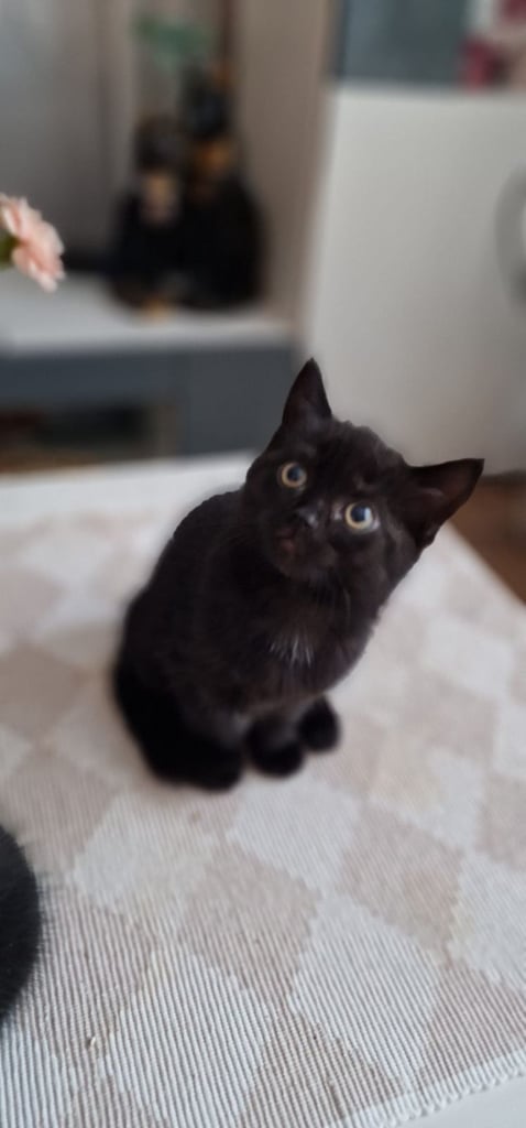 Cute kittens 