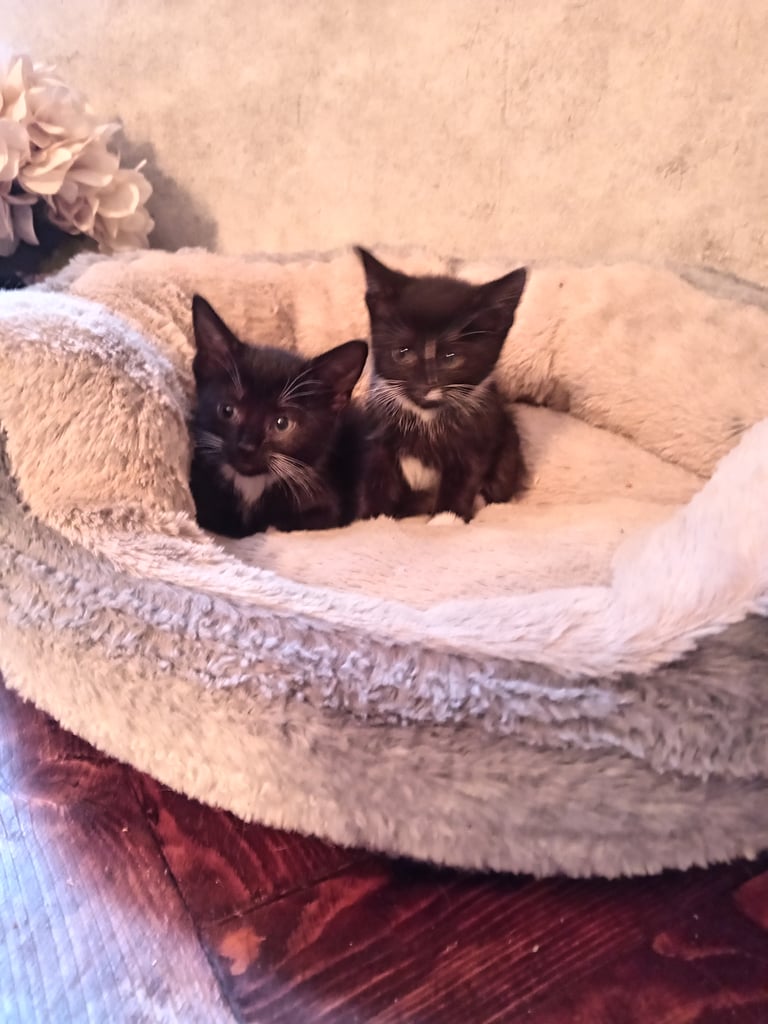 2 adorable tuxedo female kittens