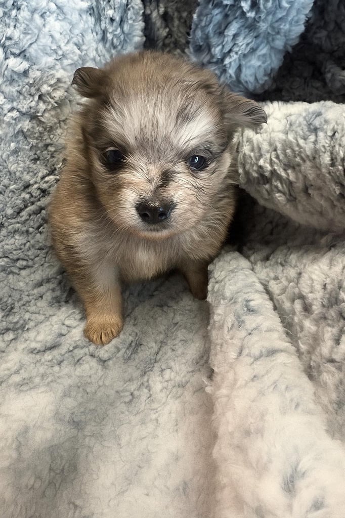 Very cute Pomeranian puppies 