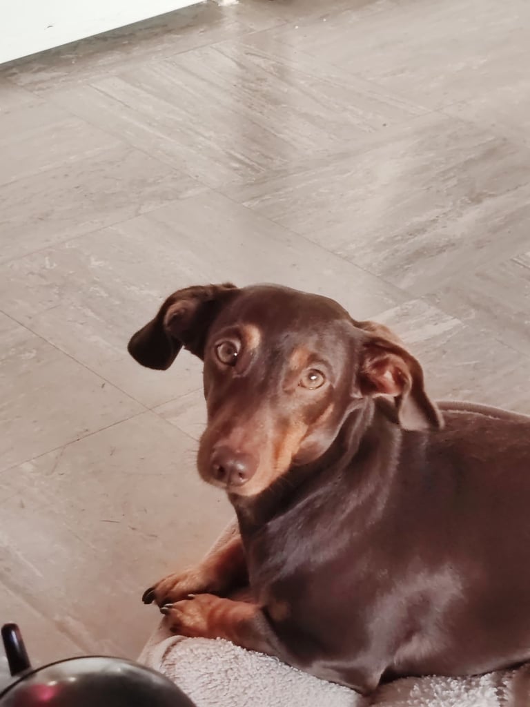 image for Lovely our dog is looking for a new home