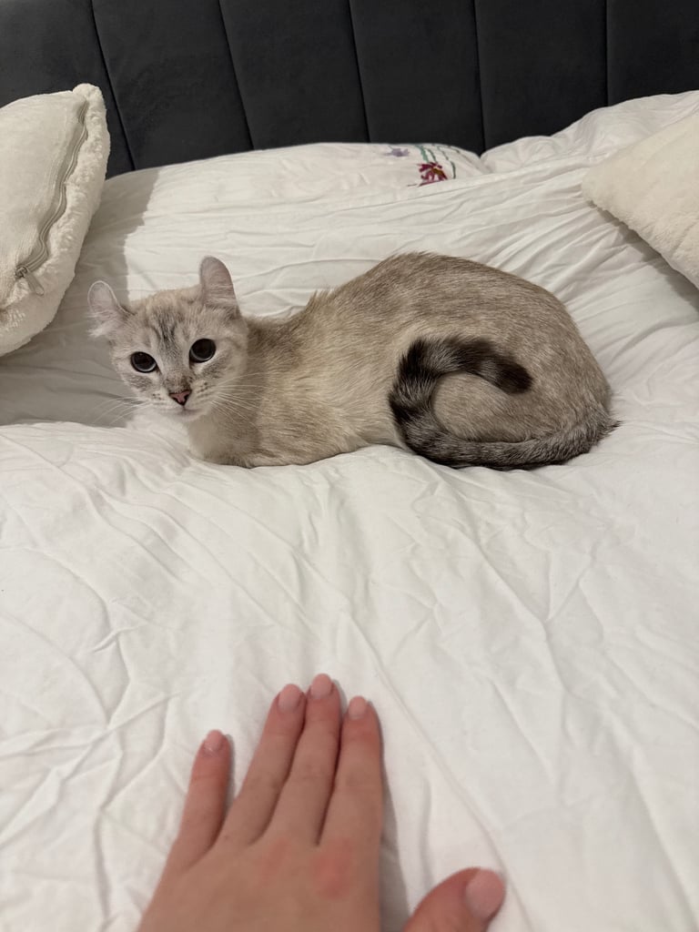 Female Kitty