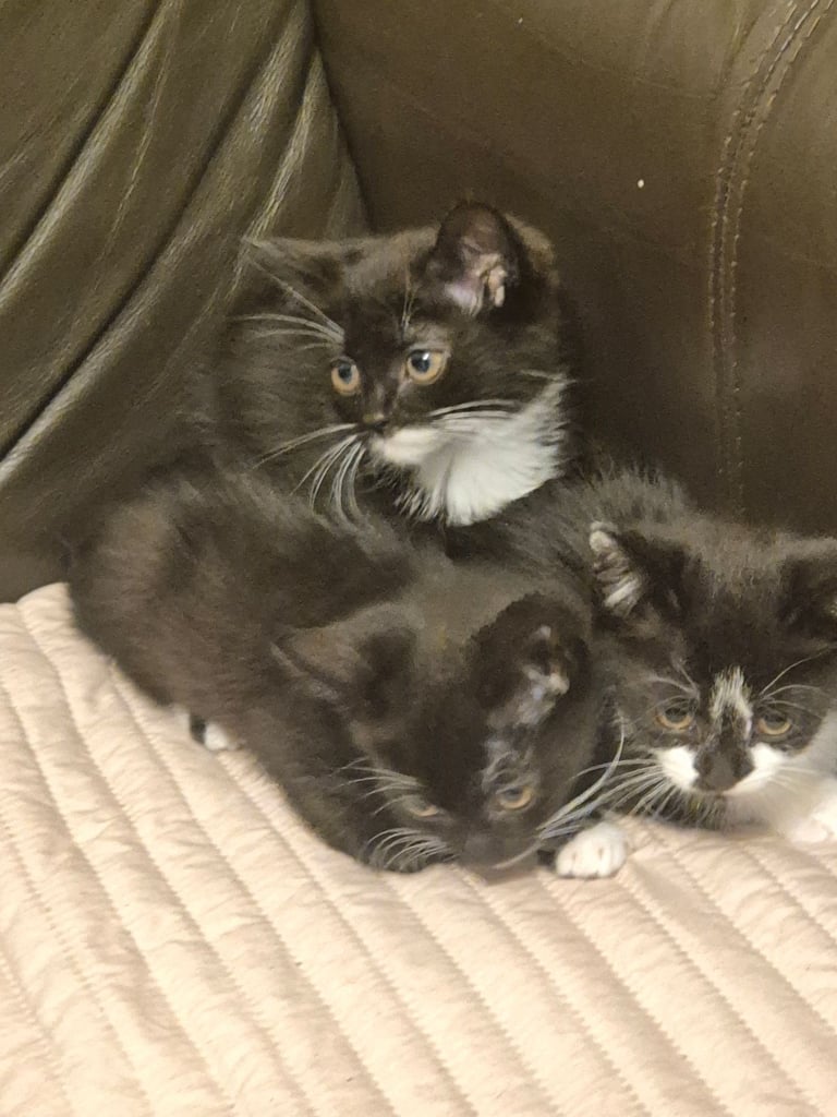 3 gorgeous female kittens. urgent. £45